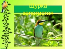 Презентация к внеклассному мероприятию День птиц Щурка золотистая