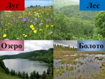 Экосистема поля (3 класс)
