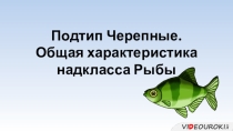 подтип черепные