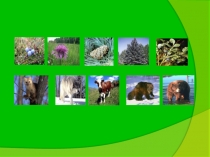 Презентация по окружающему миру на тему Природное сообщество тайга (3 класс)