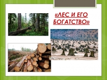 Презентация: Лес и его богатство
