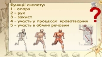 Презентация по биологии на тему Опорно-двигательная система( 8 класс)