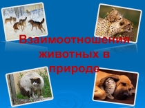 Презентация по биологии на тему Взаимоотношения животных в природе
