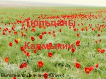 Тюльпаны Калмыкии