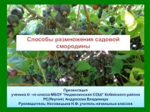 Способы размножения садовой смородины