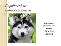 Проект Порода собак - Сибирский хаски.