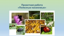Полезные насекомые Кислякова Полина