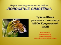 Презентация исследовательской работы Полосатые сластёны