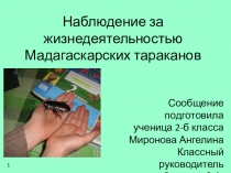 Презентация исследовательской работы Мадагаскарские тараканы