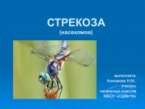 Презентация Стрекоза (окр.мир 2 класс)