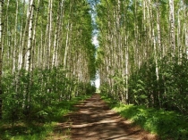Презентация по краеведениюПамятники природы