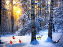 Презентация по окружающему миру на тему Зимующие птицы