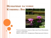 Презентация по окружающему миру на тему Необычные растения планеты. Кувшинка Виктория Регия