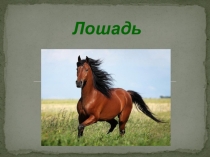 Презентация по биологии на тему Лошадь (9 класс)