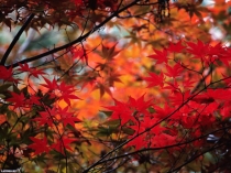 Перезентация Осенний бал для начальной школы