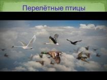 Презентация. Перелётные птицы. (5 класс)