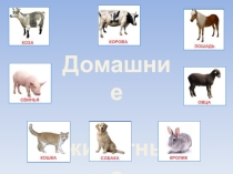 Презентация Домашние животные