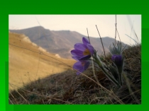 Презентация по окружающему миру на тему Охрана растений ( 3 класс)