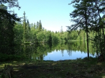 Презентация по окружающему миру В сосновом лесу