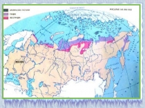 Презентация к окружающему миру Ранимая тундра