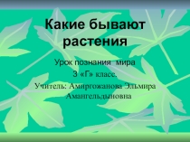 Какие бывают растения