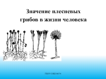 Плесень