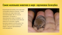 Презентация Самые уникальные животные на Земле часть 2