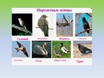 Презентация к уроку в 1-ом классе обучение грамоте (чтение) Буква Р
