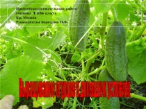 Презентация к проектно-исследовательской работе ученицы 1 класса