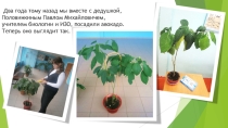 Презентация к исследовательскому проекту по биологии Экзотика на подоконнике 2 часть