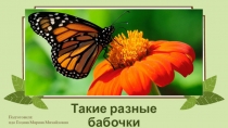 Презентация Такие разные бабочки к открытому занятию Введение в образовательную программу. Удивительные краски природы