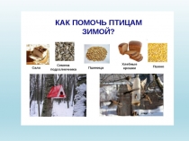 Презентация Как зимой помочь птицам