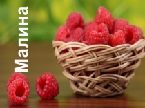 Презентация по окружающему миру Малина