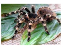 Презентация Пауки - это кто?