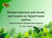 Презентация по познанию мира Лекарственные травы