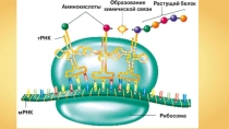Презентация к уроку Свойства живых организмов