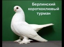 Презентация по животноводству на тему Породы голубей