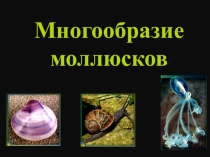 Презентация по биологии Многообразие моллюсков (7 класс)