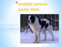 Алабай иттің шығу тегі Ғылыми жоба