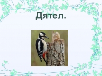 Презентация для детей старшего дошкольного возраста на тему Дятел