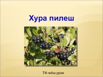 Презентация по чувашскому языку на тему Хура пилешдля 6 класса