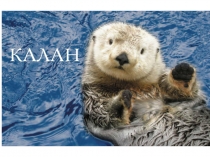 Презентация калан 5 класс