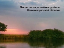 Презентация по окружающему миру