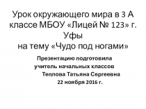 Презентация к уроку окружающего мира на тему Чудо под ногами
