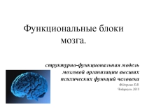 Презентация Функциональные блоки мозга