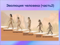 Презентация по биологии  Эволюция человека