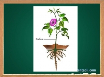 Презентация к уроку окружающего мира 2 класс Корень, стебель, лист