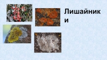 Лишайники