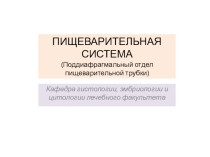 Презентация по биологии на тему Строение пищеварительной системы