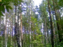 Презентация по окружающему миру Грибы